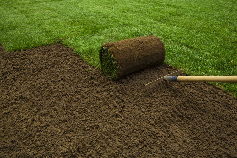 Gardener applying turf rolls in the backyard